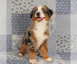 Small #10 Miniature Australian Shepherd