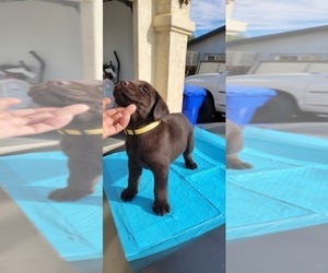 Labrador Retriever Puppy for Sale in APPLE VALLEY, California USA