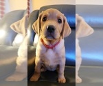 Small Photo #74 Labrador Retriever Puppy For Sale in BUFFALO, NY, USA