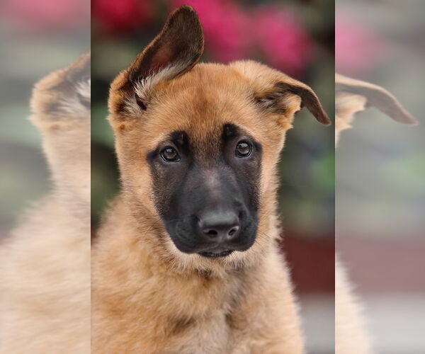 Medium Photo #4 German Shepherd Dog Puppy For Sale in Seattle, WA, USA