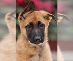 Small #3 German Shepherd Dog