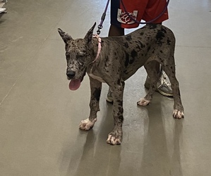 Great Dane Dogs for adoption in MARLBORO, MD, USA