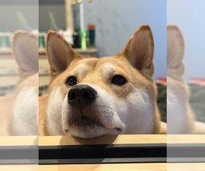 Mother of the Shiba Inu puppies born on 02/21/2026