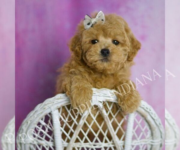 Medium Photo #85 Poodle (Miniature) Puppy For Sale in WARSAW, IN, USA