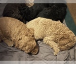 Small Photo #2 Labradoodle Puppy For Sale in CONCORD, CA, USA