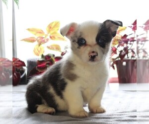 Pembroke Welsh Corgi Puppy for sale in HONEY BROOK, PA, USA