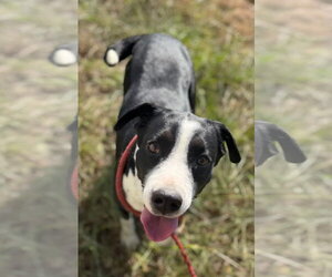 Zadie- Mrs personality - Female Border Collie-Unknown Mix Dog for Adoption - Photo #2