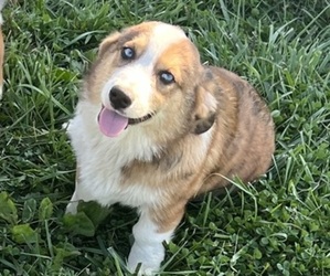 Aussie-Corgi Puppy for sale in SEYMOUR, IN, USA