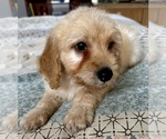 Small Photo #67 Goldendoodle (Miniature) Puppy For Sale in PENSACOLA, FL, USA