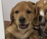 Puppy Sharon Dachshund-Redbone Coonhound Mix