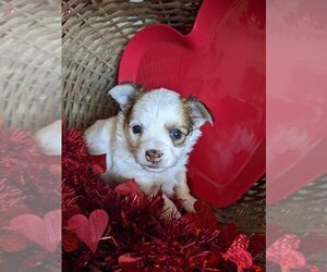 Chihuahua Puppy for sale in LEBANON, PA, USA