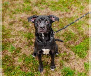 American Staffordshire Terrier-Unknown Mix Dogs for adoption in Sparta, TN, USA