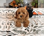 Image preview for Ad Listing. Nickname: Caylee