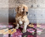 Small #2 Golden Retriever