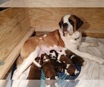 Small Photo #1 Saint Bernard Puppy For Sale in PEQUOT LAKES, MN, USA
