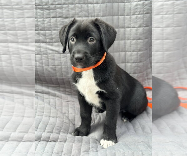 Medium Photo #9 Australian Shepherd-Unknown Mix Puppy For Sale in Euless, TX, USA