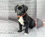 Small #8 Australian Shepherd Mix