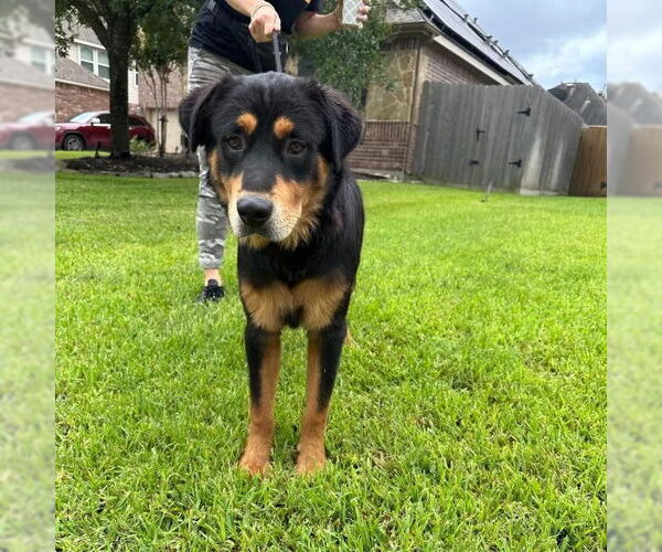Medium Photo #1 Rottweiler-Unknown Mix Puppy For Sale in The Woodlands, TX, USA