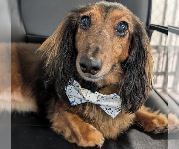 Medium Photo #1 Dachshund Puppy For Sale in Shelbyville, TN, USA