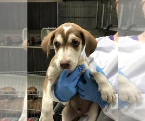 Labrador Retriever-Unknown Mix Dogs for adoption in Conroe, TX, USA