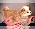 Puppy Caramel Pekingese-Pomsky Mix