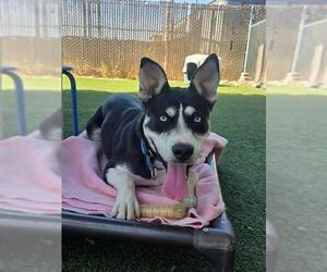 Siberian Husky-Unknown Mix Dogs for adoption in Chula Vista, CA, USA