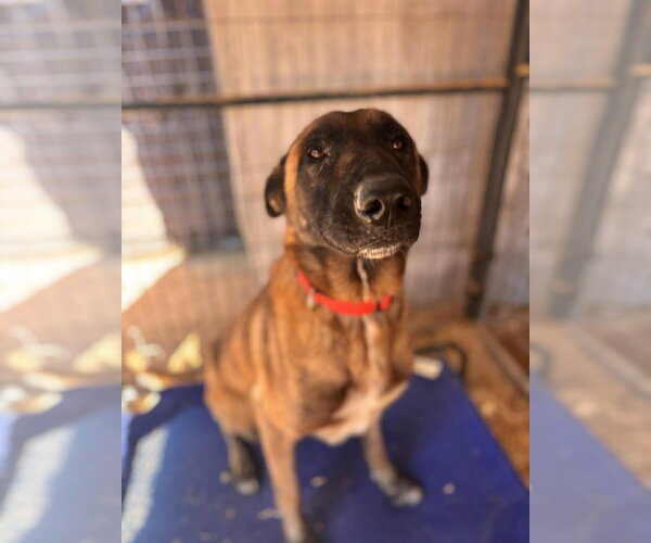 Medium Photo #2 Mutt Puppy For Sale in Imlay City, MI, USA