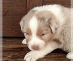 Small Photo #13 Australian Shepherd Puppy For Sale in JEROMESVILLE, OH, USA