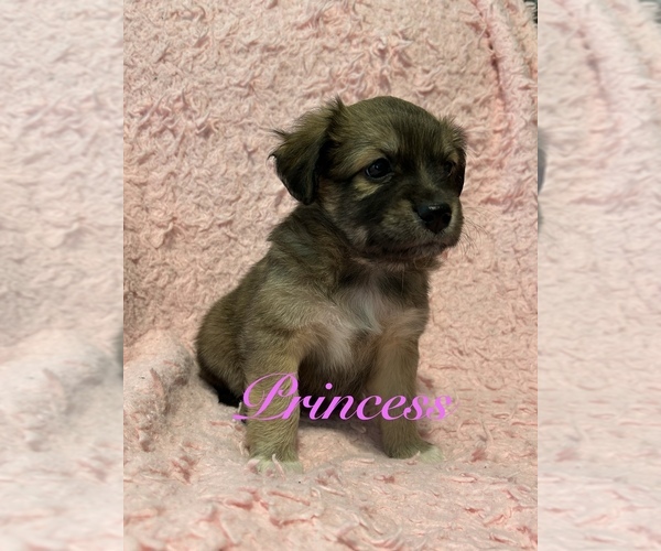 Medium Photo #6 Miniature Australian Shepherd-Mutt Mix Puppy For Sale in WACO, TX, USA