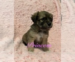Small Photo #6 Miniature Australian Shepherd-Mutt Mix Puppy For Sale in WACO, TX, USA