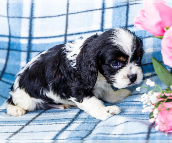 Medium Photo #14 Cockalier Puppy For Sale in WAKARUSA, IN, USA