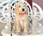 Small Photo #6 Labradoodle Puppy For Sale in COVINGTON, TX, USA