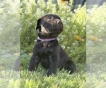 Small Photo #13 Cane Corso-Doberman Pinscher Mix Puppy For Sale in MODESTO, CA, USA