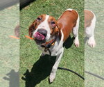 Small #3 Redbone Coonhound Mix