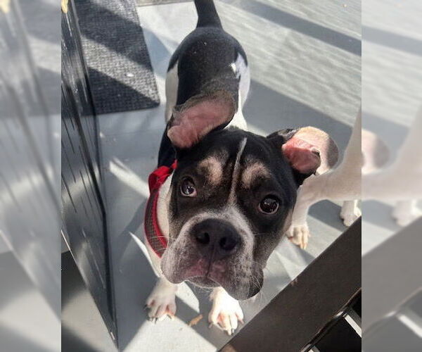 Medium Photo #8 Bulldog-Unknown Mix Puppy For Sale in St. Louis Park, MN, USA