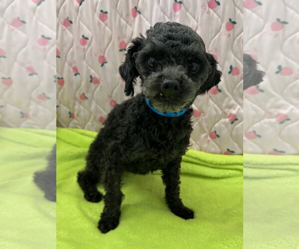 Medium Photo #1 Poodle (Miniature) Puppy For Sale in Pacolet, SC, USA