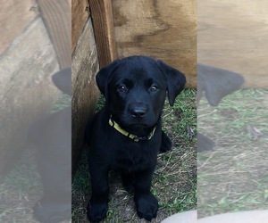 Shepradors Puppy for sale in LANDISBURG, PA, USA
