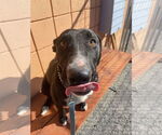 Small #6 Labrador Retriever Mix
