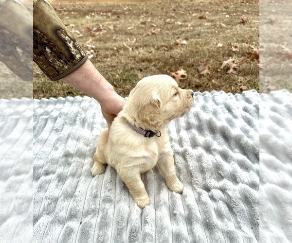 Medium Photo #24 Golden Retriever Puppy For Sale in CONCORD, VA, USA