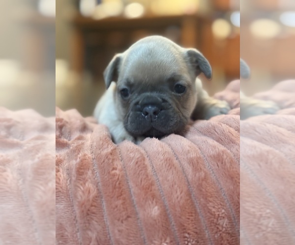 Medium Photo #4 French Bulldog Puppy For Sale in MARSHFIELD, MO, USA