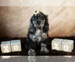 Small Photo #5 Cocker Spaniel Puppy For Sale in WARSAW, IN, USA