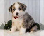 Small #2 Miniature Australian Shepherd