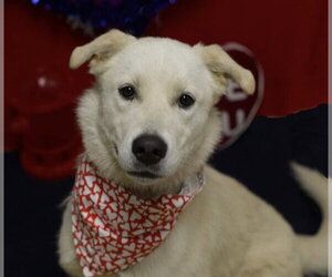 Labsky Dogs for adoption in Placerville, CA, USA