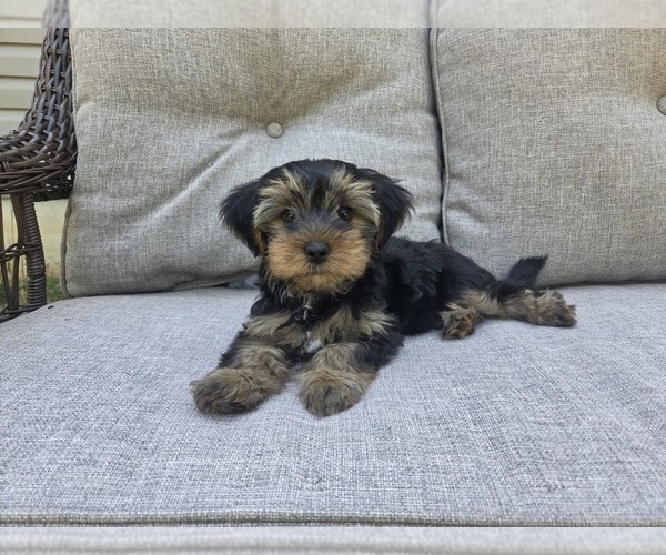 Medium Photo #16 Yorkshire Terrier Puppy For Sale in RHOADESVILLE, VA, USA