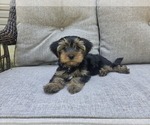 Small #15 Yorkshire Terrier