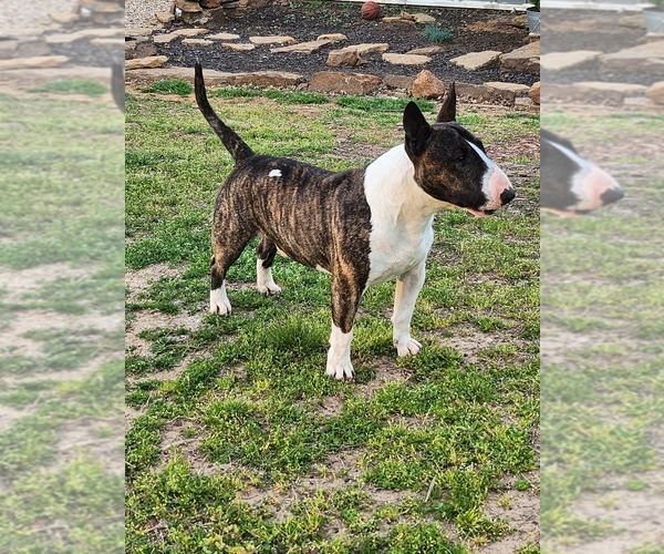Medium Photo #1 Bull Terrier Puppy For Sale in MULDROW, OK, USA