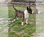 Small Photo #1 Bull Terrier Puppy For Sale in MULDROW, OK, USA