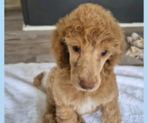 Poodle (Standard) Puppy for Sale in ELGIN, South Carolina USA