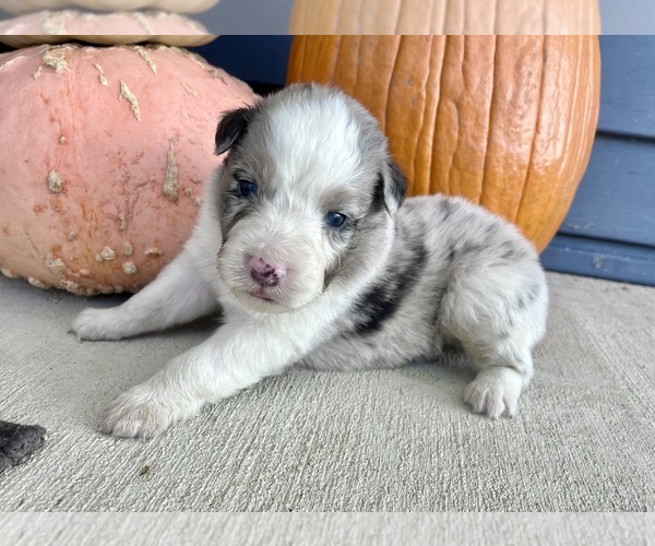 Medium Photo #5 Australian Shepherd Puppy For Sale in LODA, IL, USA