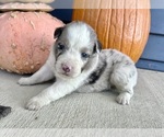 Small #4 Australian Shepherd